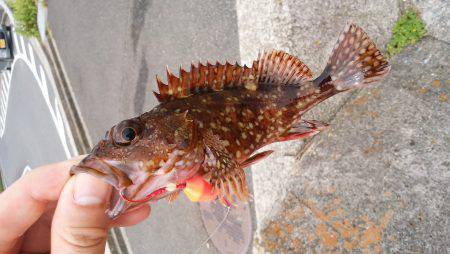 テトラで穴釣り