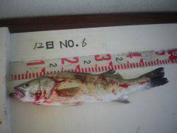 姫路市立遊魚センターでハネ47cm