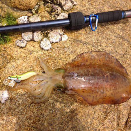 鞍掛島エギング釣行