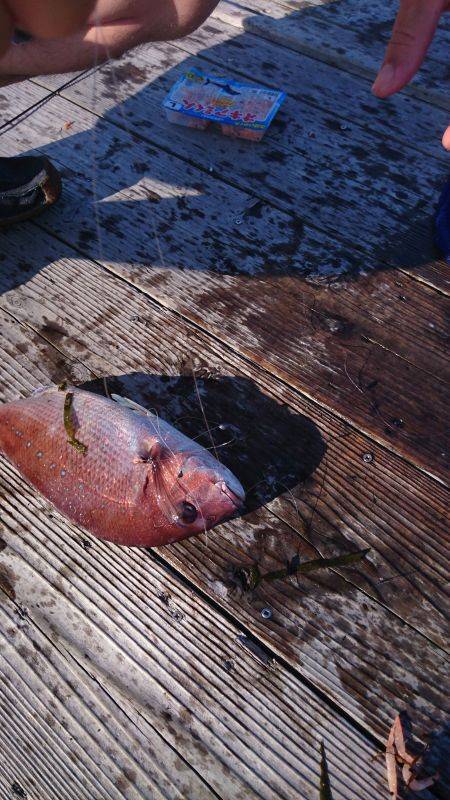 釣り堀にて