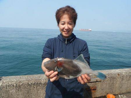 和歌山北港魚つり公園 アジ釣れてます