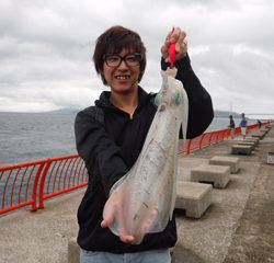 神戸市立平磯海づり公園　アオリイカ1400g