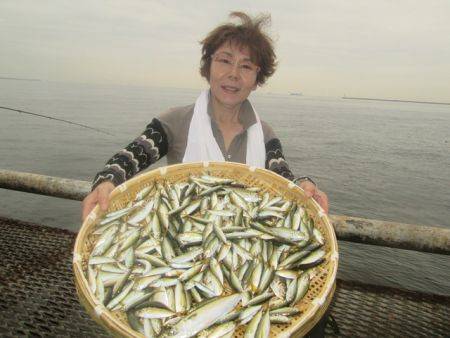 尼崎市立魚つり公園　豆アジ釣れ続いています！