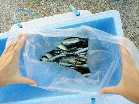 沼島 泊波止赤灯台でサビキ釣り