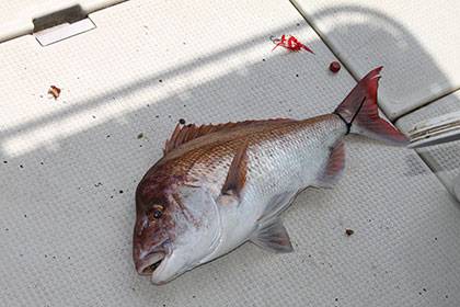 松本釣船２ 釣果