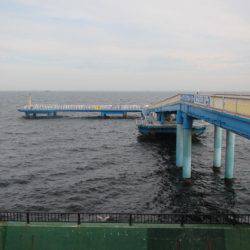 オリジナルメーカー海づり公園(市原市海づり施設) 釣果