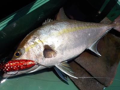 明日丸 釣果