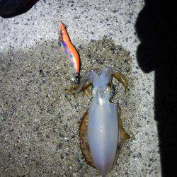 アオリイカ・太刀魚・剣先イカ