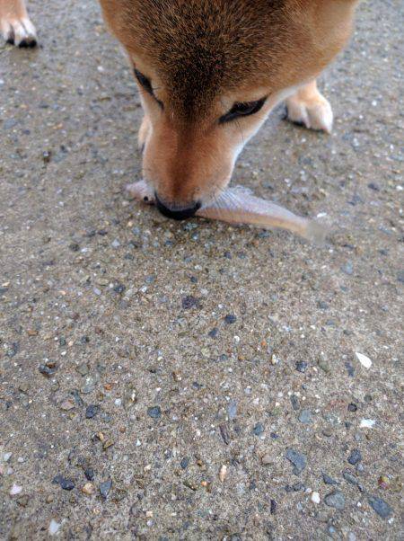 五目釣り