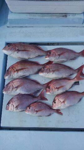 東京湾探釣隊ぼっち 釣果