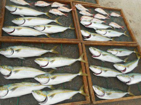 大進丸（愛知） 釣果