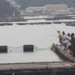 淡路じゃのひれフィッシングパーク 釣果