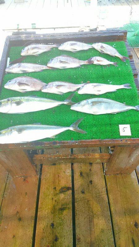 海の釣堀 海恵 釣果