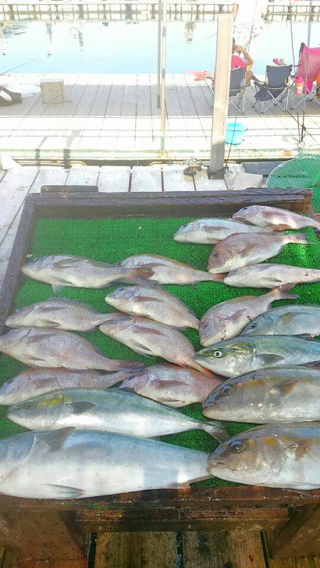 海の釣堀 海恵 釣果