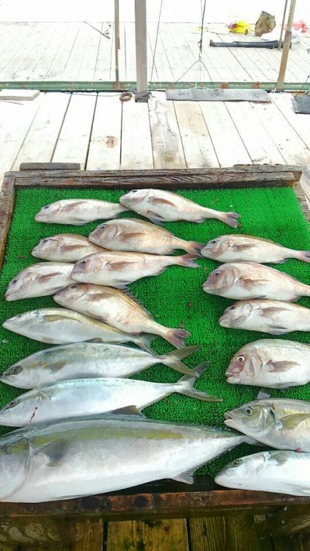 海の釣堀 海恵 釣果