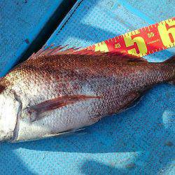 シースナイパー海龍 釣果