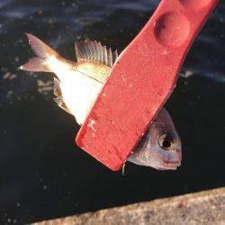 サビキは昼間も入れ食い