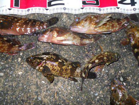 夕方～夜、エビ撒き釣りで根魚