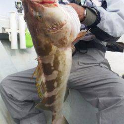 飛燕さくら丸 釣果