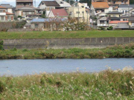 狩野川（狩野川漁業協同組合） 釣果