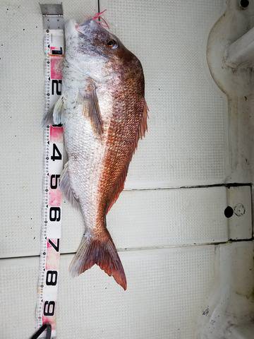 遊漁船　ニライカナイ 釣果