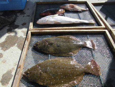 大進丸（愛知） 釣果