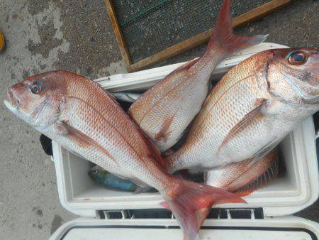 大進丸（愛知） 釣果