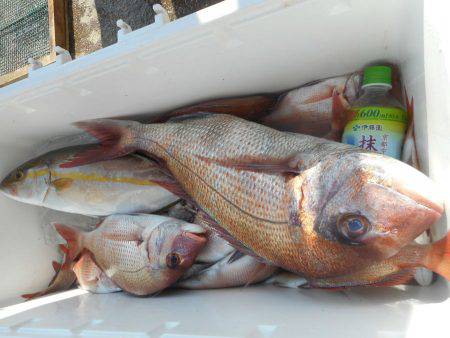 大進丸（愛知） 釣果