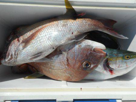 大進丸（愛知） 釣果