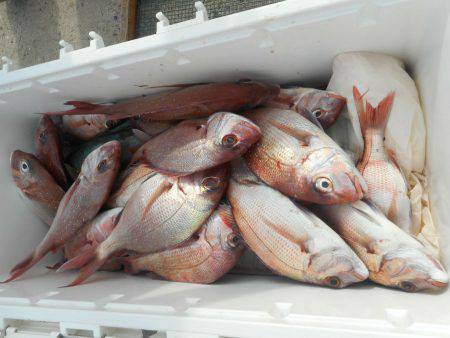 大進丸（愛知） 釣果