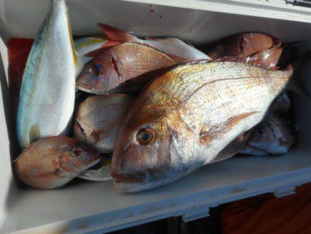 大進丸（愛知） 釣果