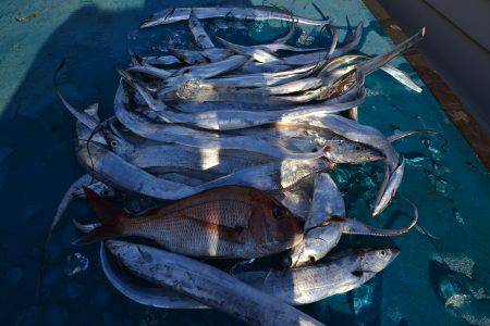 アジアマリンサービス 釣果