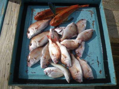 磯部釣船 直栄丸 釣果