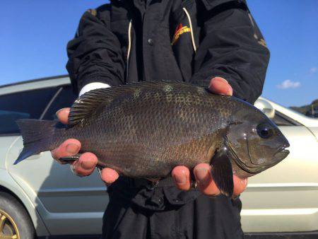 由良渡船 釣果