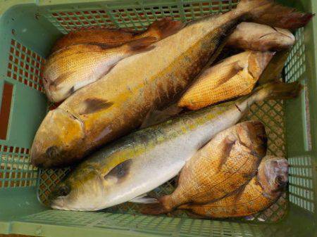 淡路じゃのひれフィッシングパーク 釣果