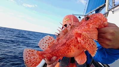 しまや丸 釣果