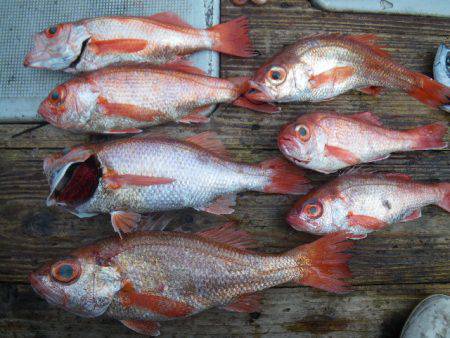 小海途 釣果