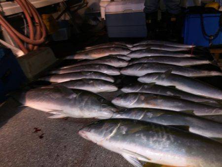 幸風（さちかぜ） 釣果