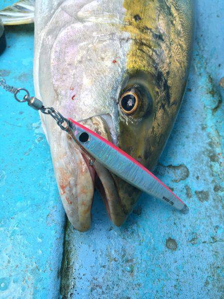 松鶴丸 釣果