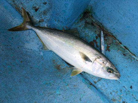 松鶴丸 釣果