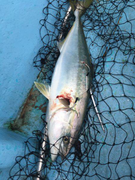 松鶴丸 釣果