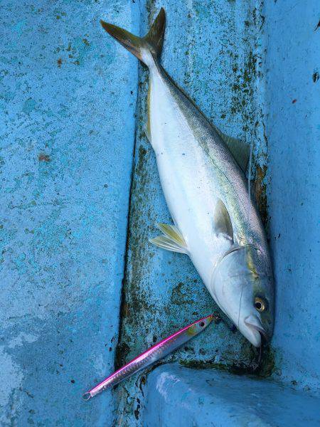 松鶴丸 釣果