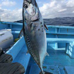 松鶴丸 釣果