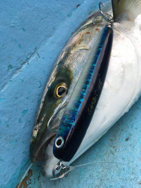 松鶴丸 釣果