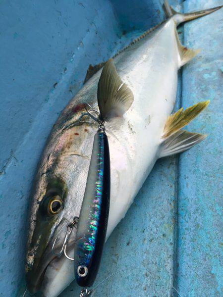 松鶴丸 釣果