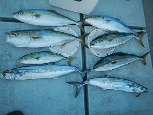 はたの屋 釣果