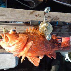 渡船屋たにぐち 釣果