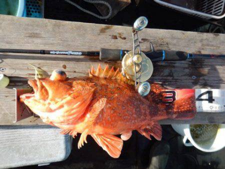 渡船屋たにぐち 釣果