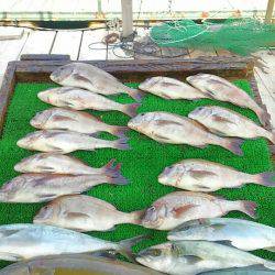 海の釣堀 海恵 釣果