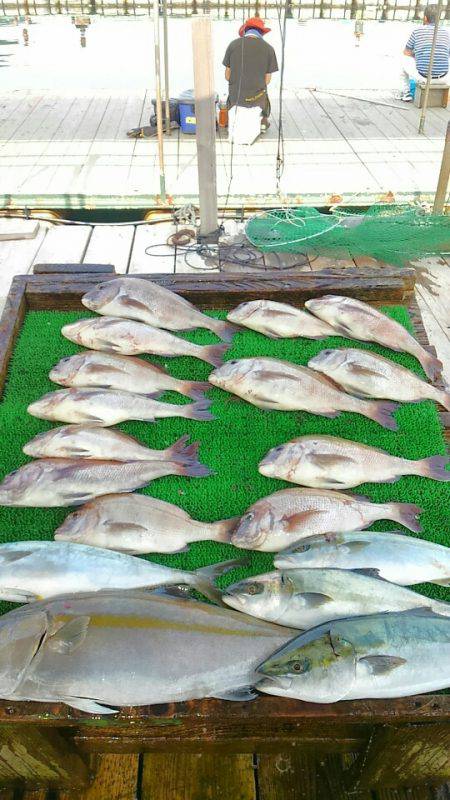 海の釣堀 海恵 釣果